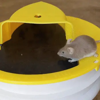 Mousetrap – Past na myši a krysy 02
